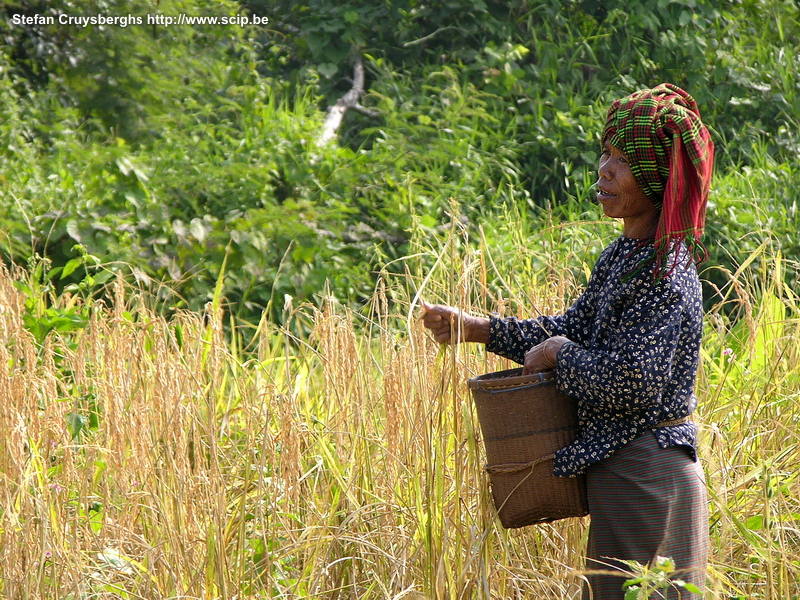 Banlung - picking rice  Stefan Cruysberghs